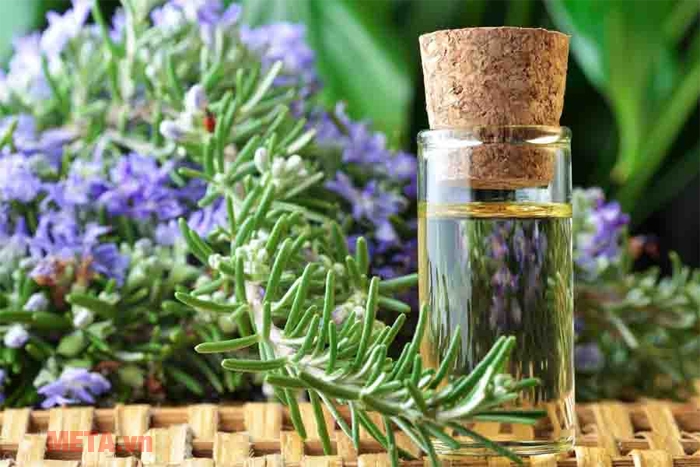 Mùi thơm của tinh dầu hương thảo giúp kháng khuẩn và làm sạch không khí khi được khuếch tán.