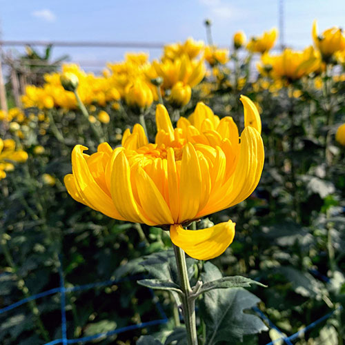 Hoa cúc vàng
