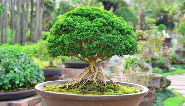 Các thế cây cảnh bonsai đẹp