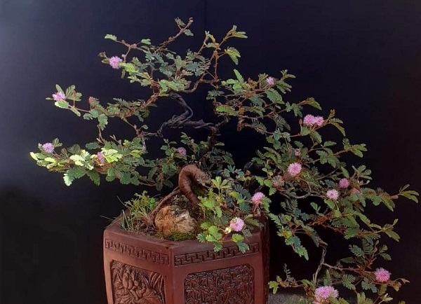 Bonsai cây trinh nữ