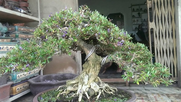 Linh sam bonsai