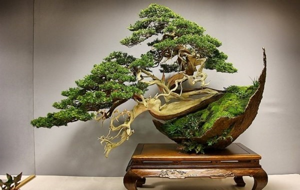 Ý nghĩa cây bonsai