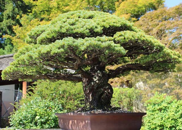 Các dáng cây bonsai đẹp