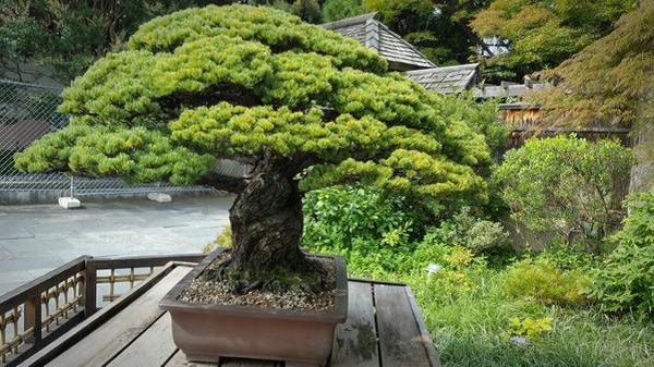 Các thế cây bonsai đẹp