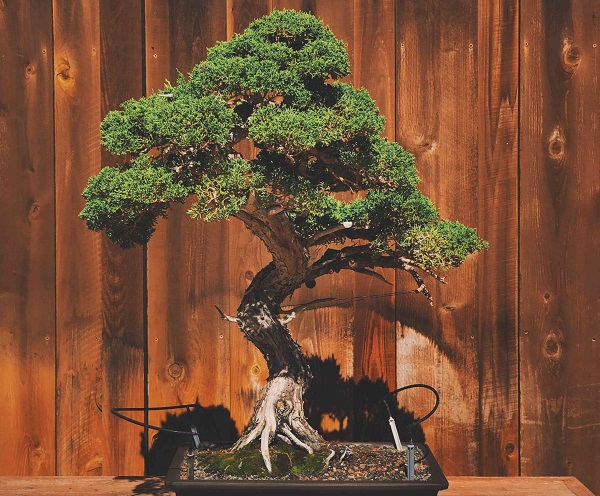 Cây bonsai handmade nghệ thuật