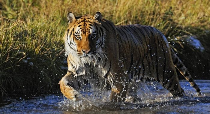 Tìm hiểu đôi nét về loài hổ