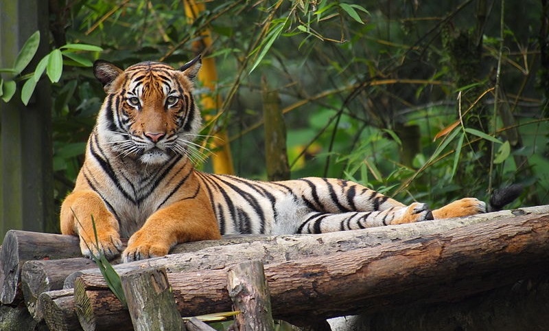 Hổ Mã Lai (Malayan tiger)