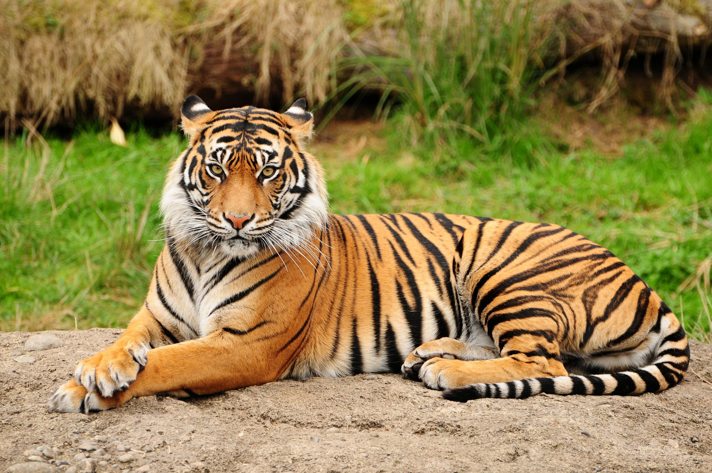 Hổ Bengal (Bengal tiger)