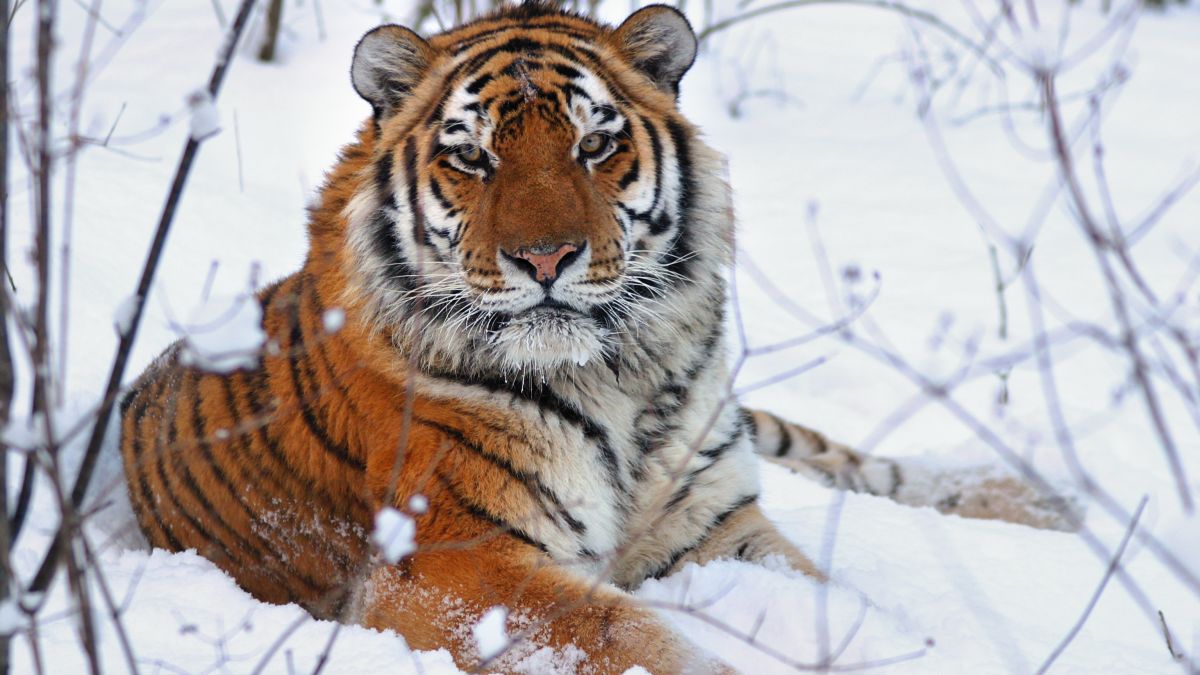 Hổ Siberia (Siberia tiger)