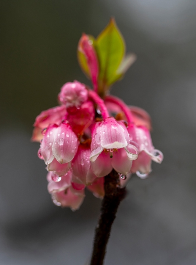 Những hình ảnh hoa đào chuông đẹp nhất
