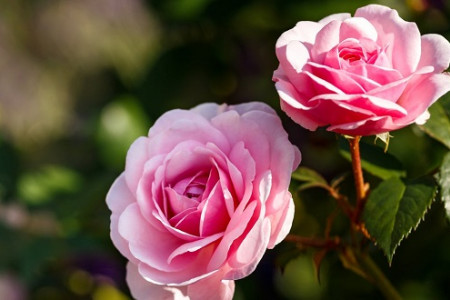 10 loài hoa may mắn trong tình yêu, công việc và cuộc sống
