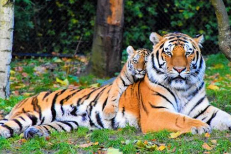 20+ Hình ảnh con hổ 3D, ảnh hổ đẹp, cute dễ thương